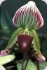 Paph. callosum